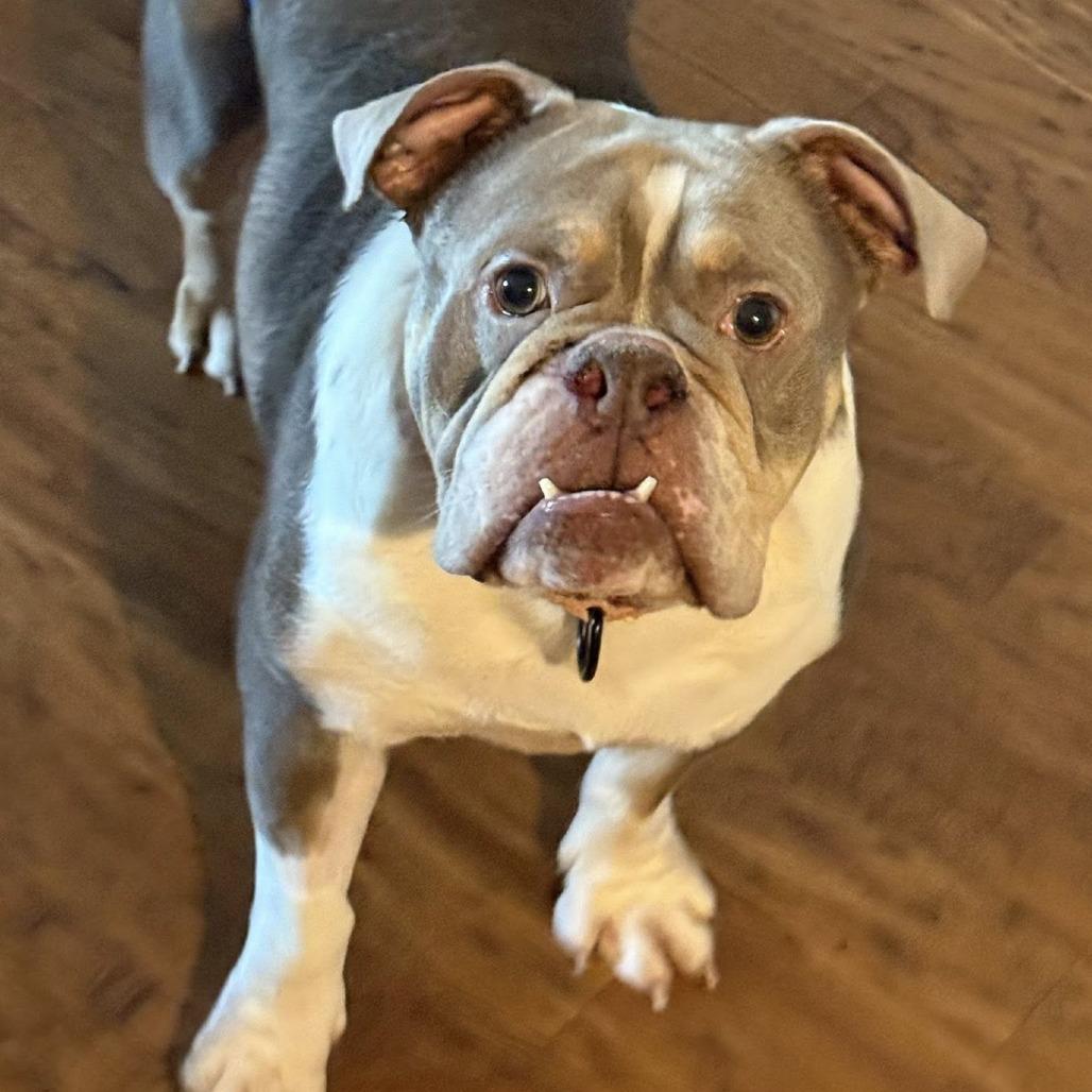 Enlarge Novi, a Adoptable English Bulldog in Huber Heights, OH image 4/6