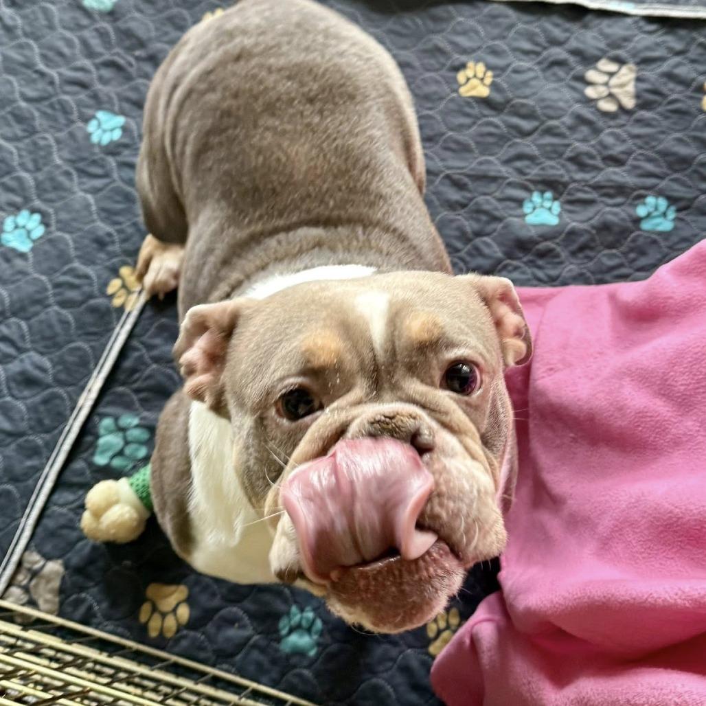 Enlarge Novi, a Adoptable English Bulldog in Huber Heights, OH image 5/6