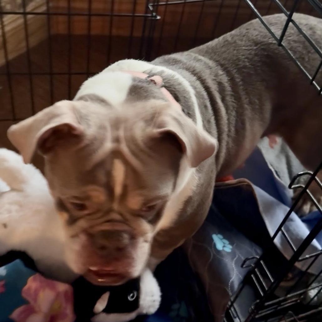 Enlarge Novi, a Adoptable English Bulldog in Huber Heights, OH image 6/6