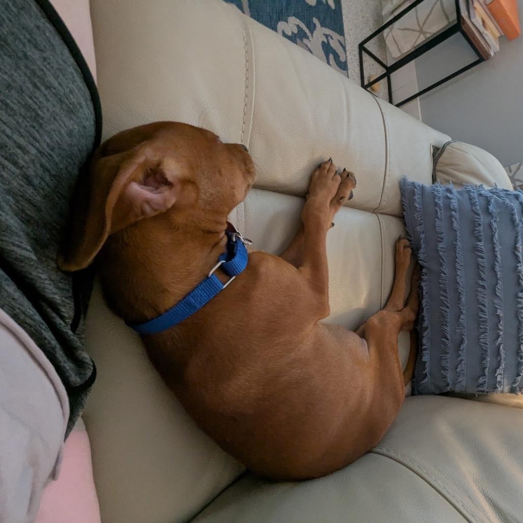 Buddy, Adoptable, Puppy Male Chihuahua & Mixed Breed.
