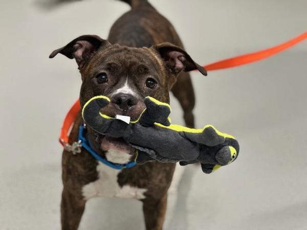 Fozzie Bear, Adoptable, Adult Female Mixed Breed.