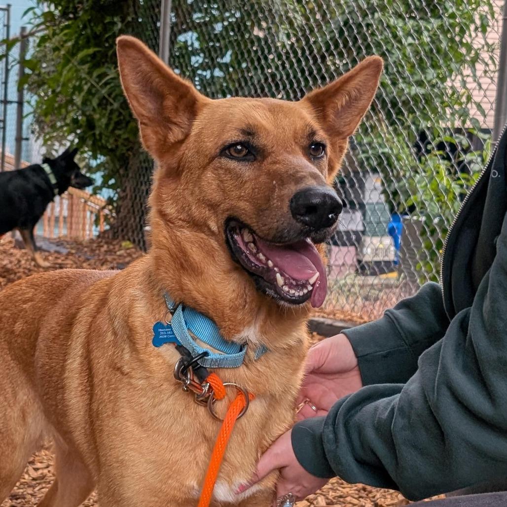 Laverne, a Adoptable Shepherd in Tacoma, WA image 1/2