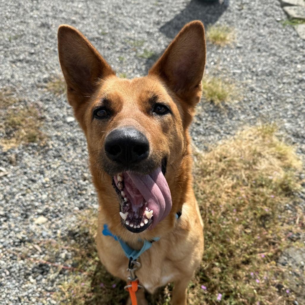 Laverne, a Adoptable Shepherd in Tacoma, WA image 2/2