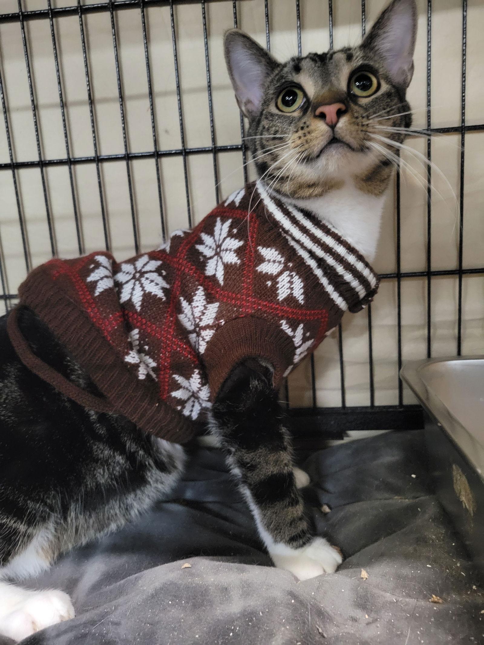 Enlarge Joss, a Adoptable Tabby in Cuyahoga Falls, OH image 1/3