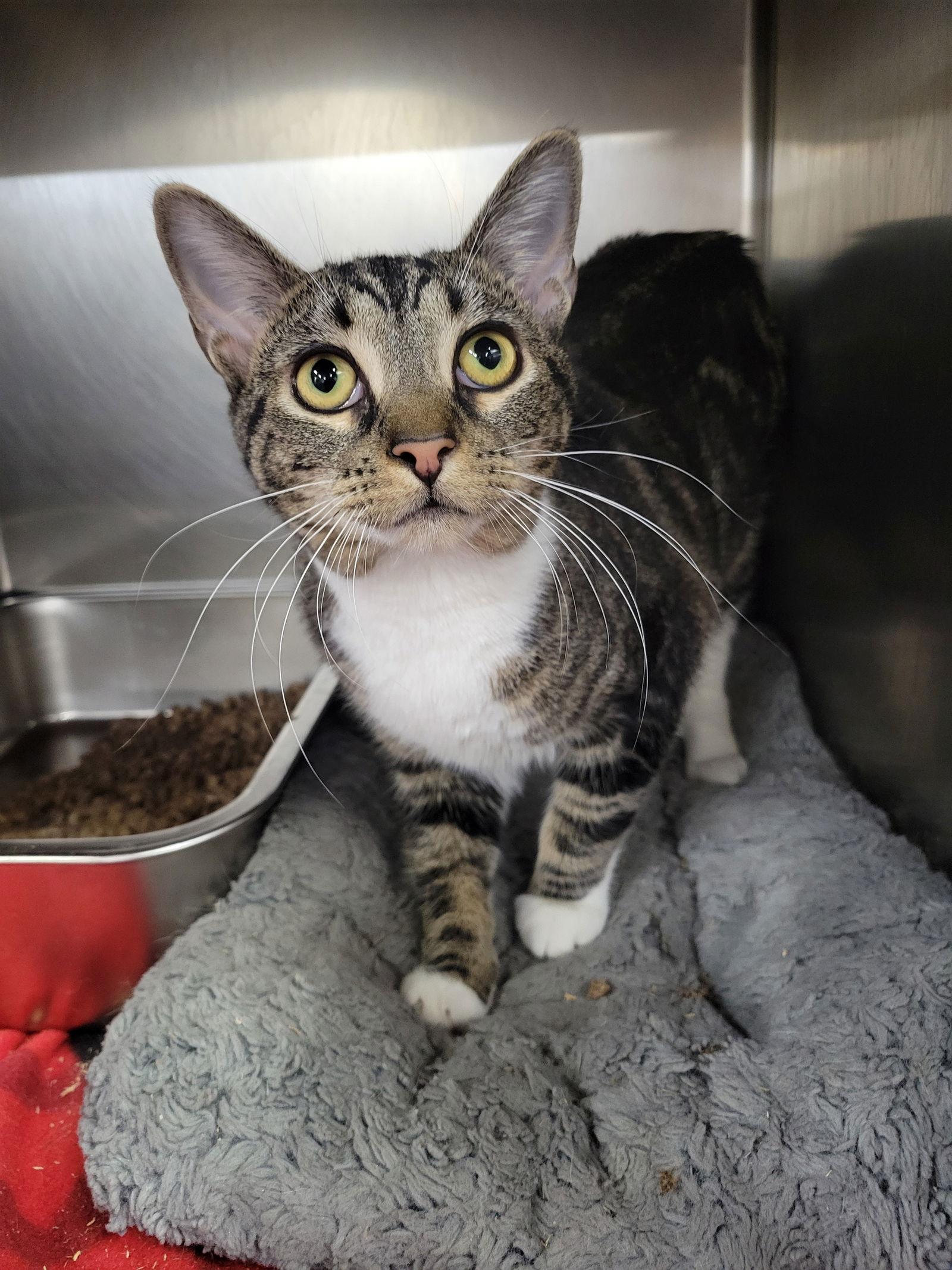 Enlarge Joss, a Adoptable Tabby in Cuyahoga Falls, OH image 2/3