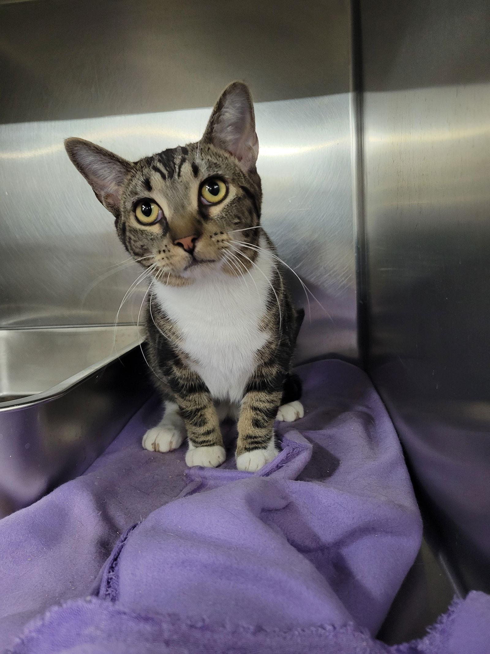 Enlarge Joss, a Adoptable Tabby in Cuyahoga Falls, OH image 2/3