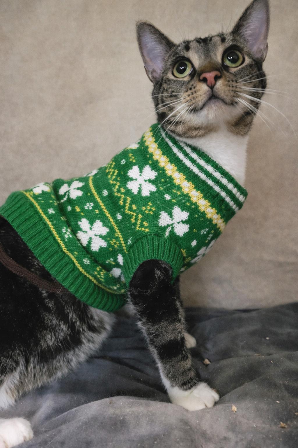 Enlarge Joss, a Adoptable Tabby in Cuyahoga Falls, OH image 2/3