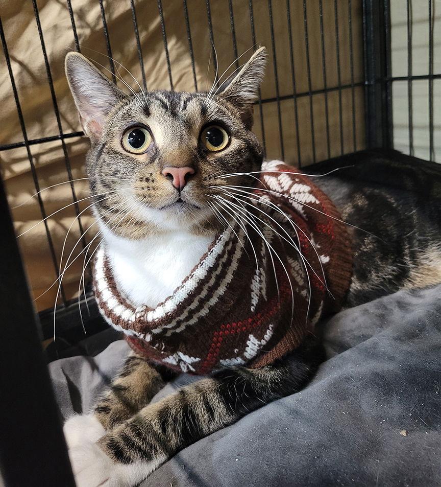 Enlarge Joss, a Adoptable Tabby in Cuyahoga Falls, OH image 3/3