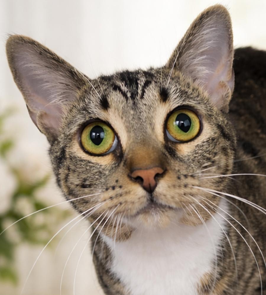 Enlarge Joss, a Adoptable Tabby in Cuyahoga Falls, OH image 3/3