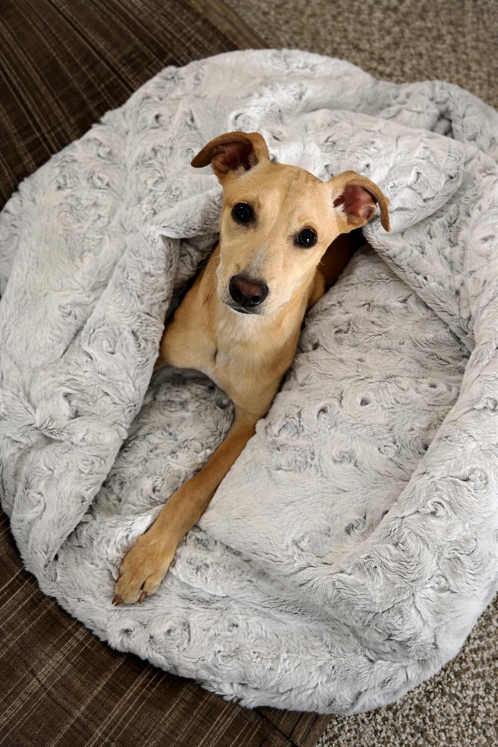 Daisy, an adopted mixed breed in Holmen, WI image 2/6