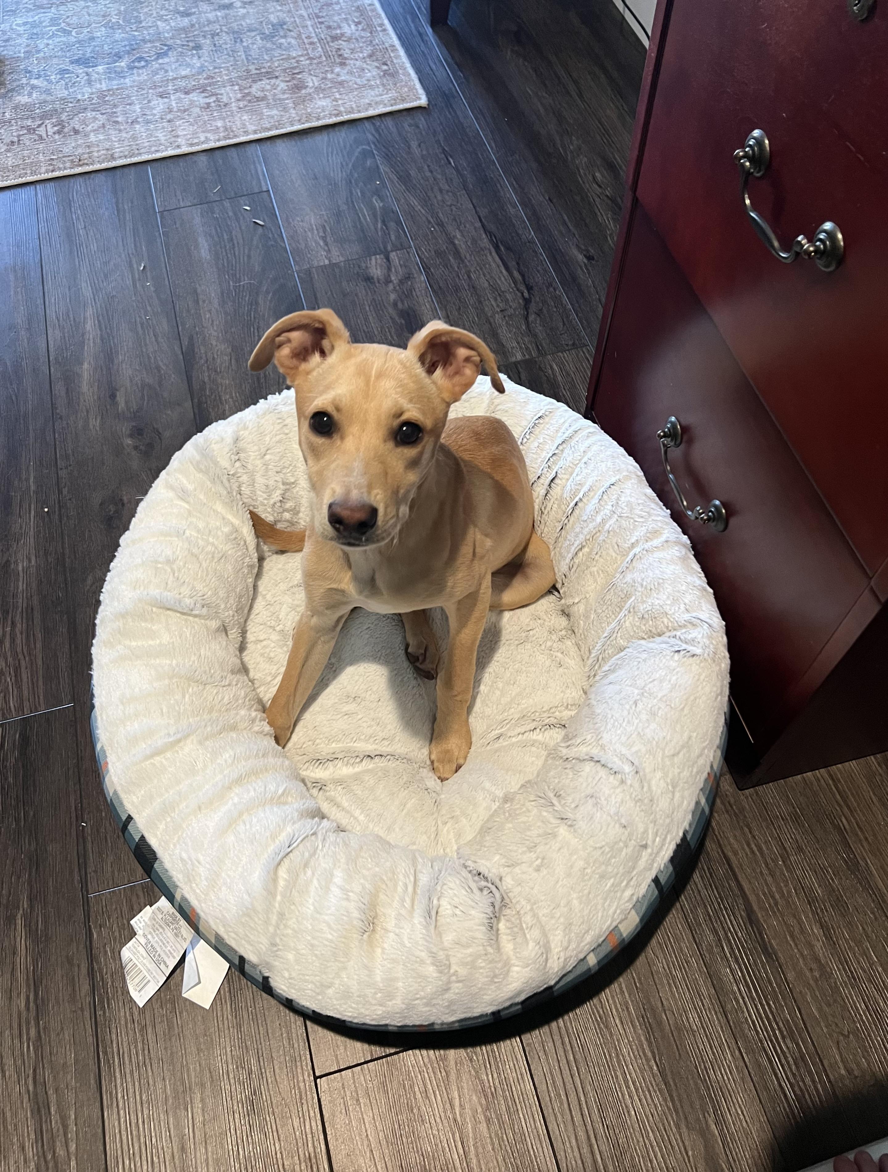 Daisy, an adopted mixed breed in Holmen, WI image 5/6