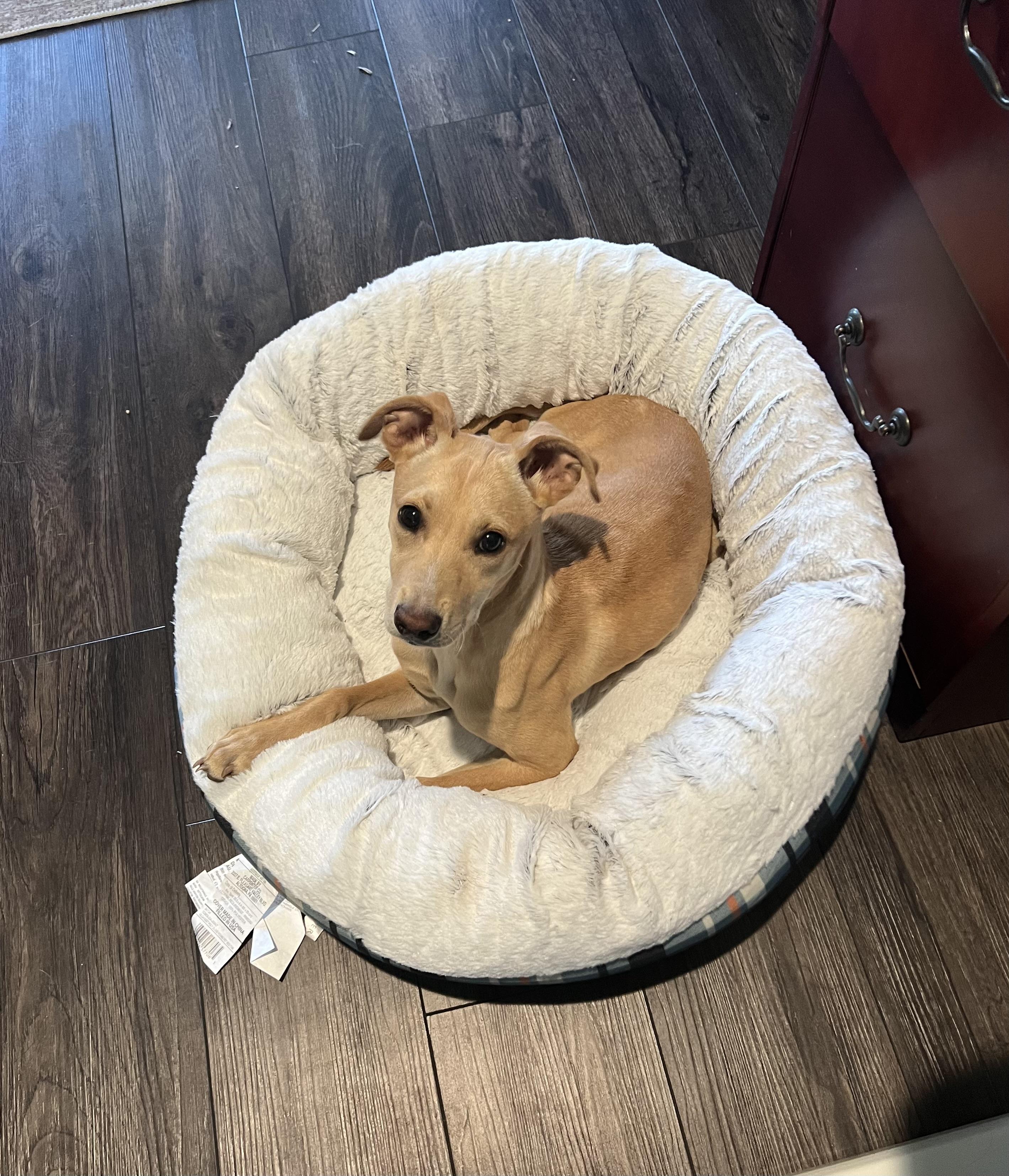 Daisy, an adopted mixed breed in Holmen, WI image 3/6