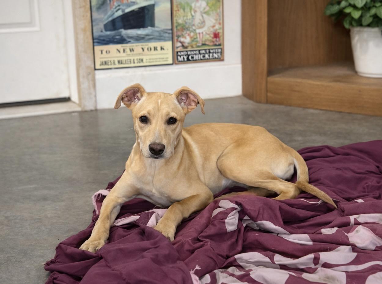 Daisy, an adopted mixed breed in Holmen, WI image 1/6
