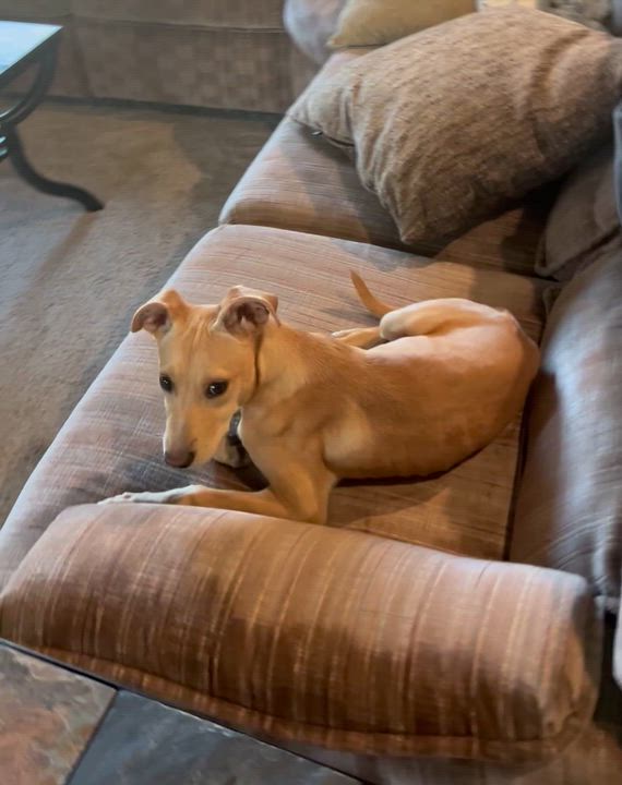 Enlarge Daisy, an adopted mixed breed in Holmen, WI video 4/6