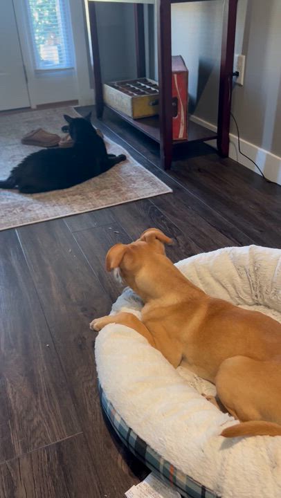 Enlarge Daisy, an adopted mixed breed in Holmen, WI video 6/6