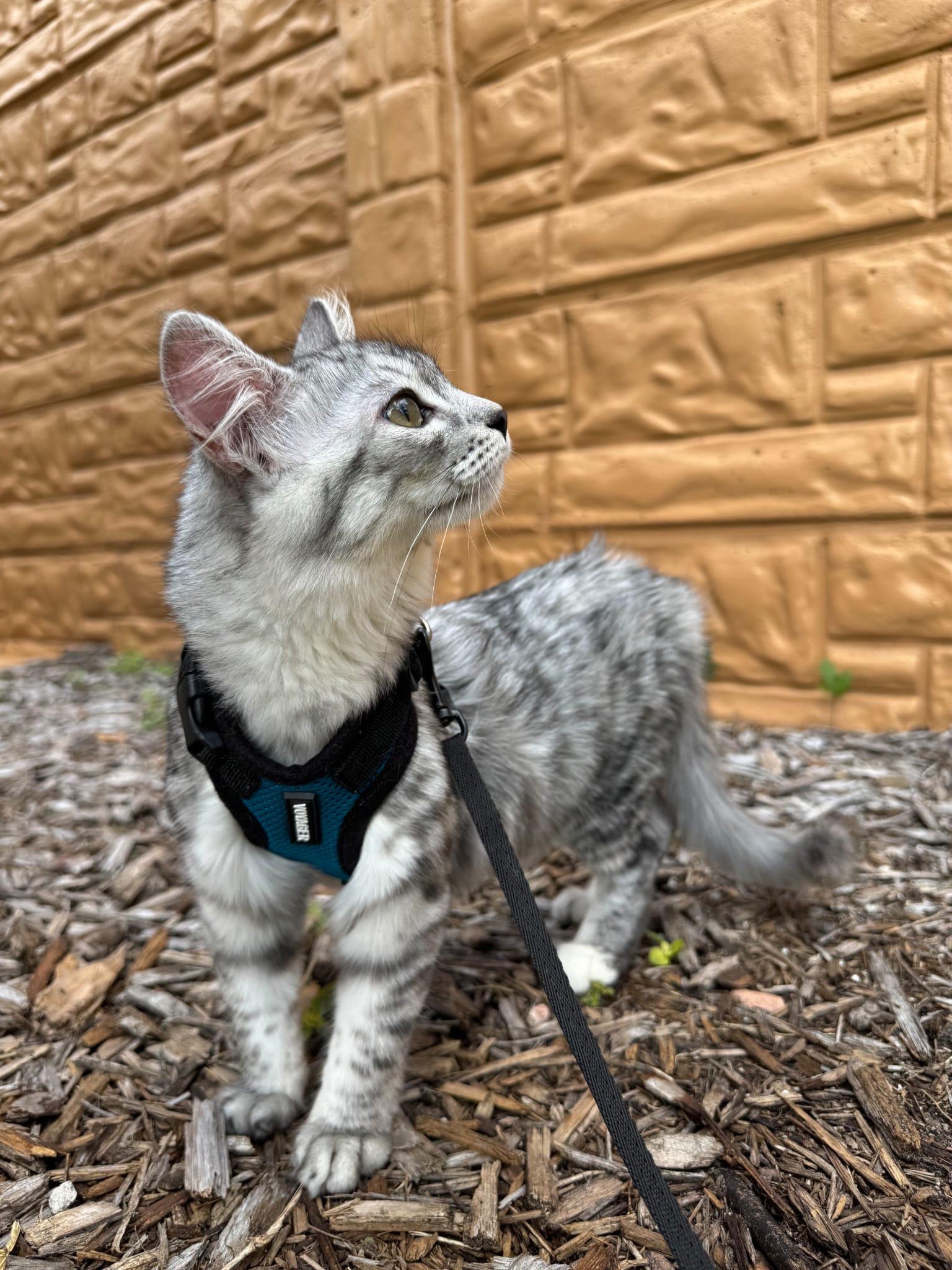 Blue, a ADOPTABLE Domestic Medium Hair in Sunrise, FL image 2/3