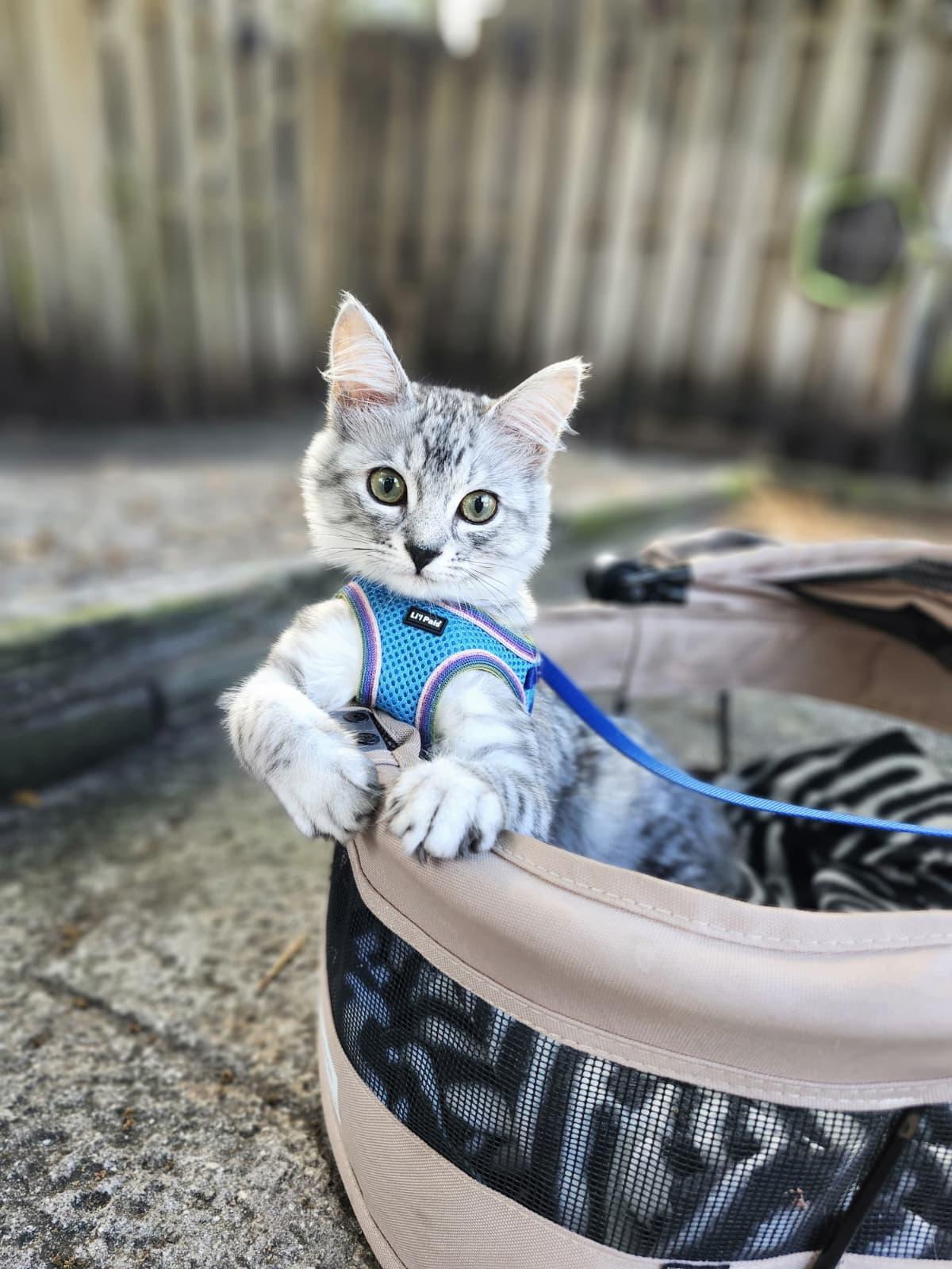 Blue, a ADOPTABLE Domestic Medium Hair in Sunrise, FL image 1/3