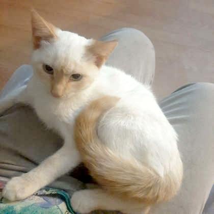 Enlarge Zimba, an adopted Domestic Short Hair in Flagstaff, AZ image 2/2
