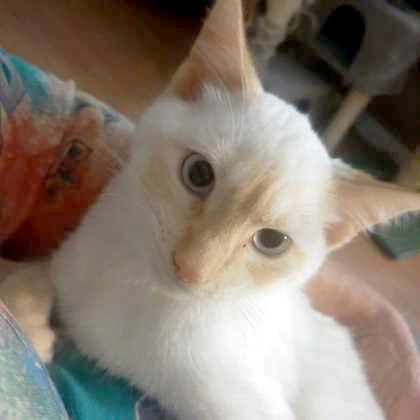 Enlarge Zimba, an adopted Domestic Short Hair in Flagstaff, AZ image 1/2
