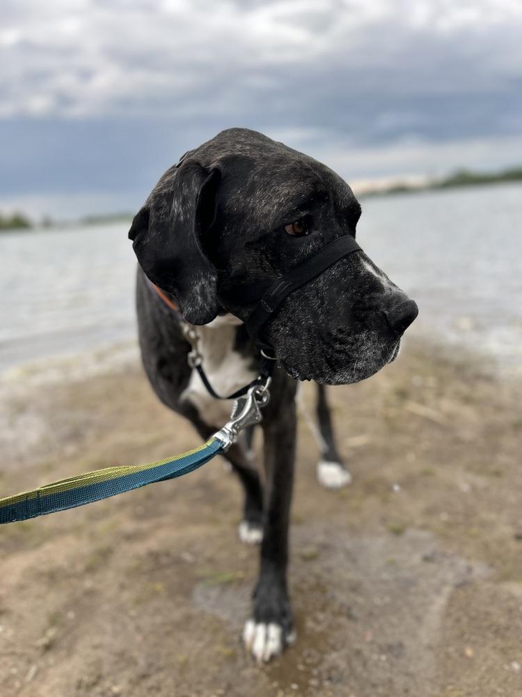 Enlarge Riot, a Adoptable mixed breed in Denver, CO image 1/6