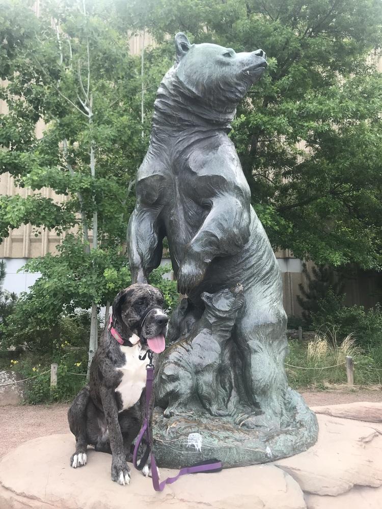 Enlarge Riot, a Adoptable mixed breed in Denver, CO image 4/6