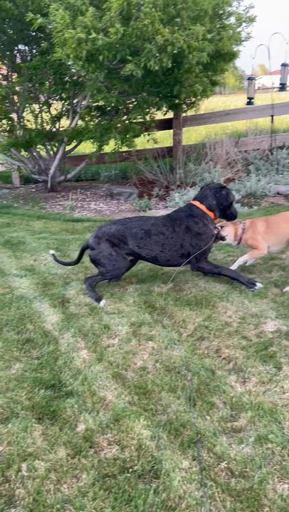 Enlarge Riot, a Adoptable mixed breed in Denver, CO video 6/6