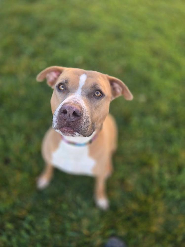Enlarge VIXON, a Adoptable mixed breed in Beaumont, CA image 2/2