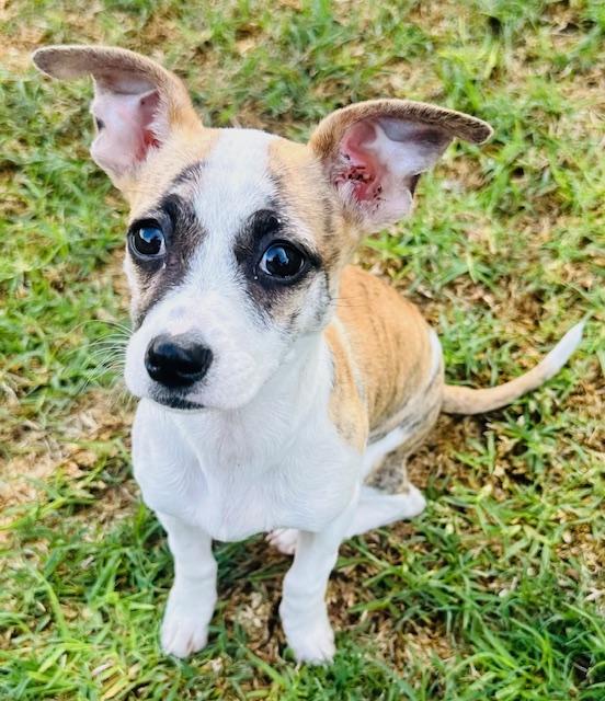 SADIE, ADOPTABLE, Puppy Female Rat Terrier.