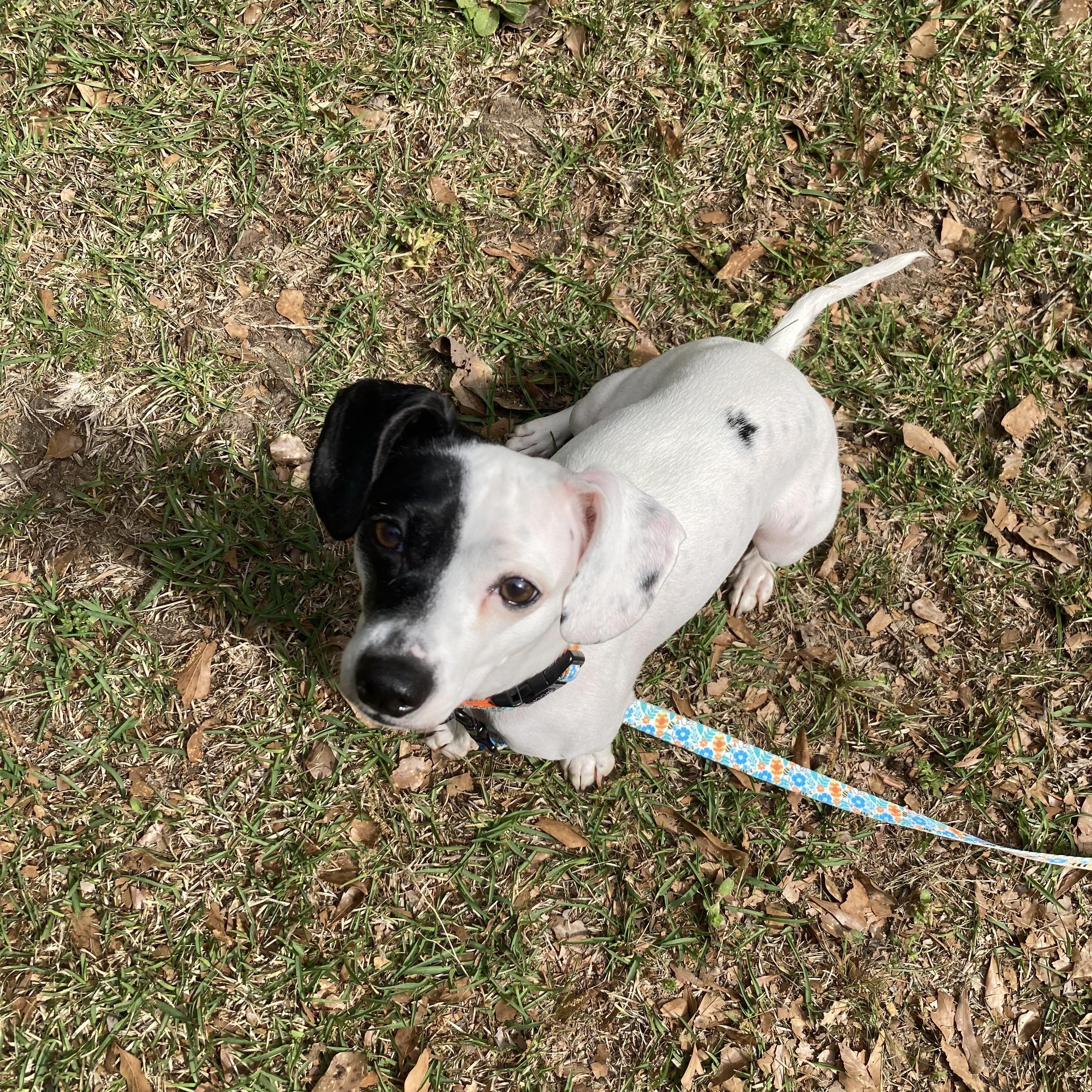 Enlarge Chimi, a ADOPTABLE mixed breed in Grayson, GA image 2/4