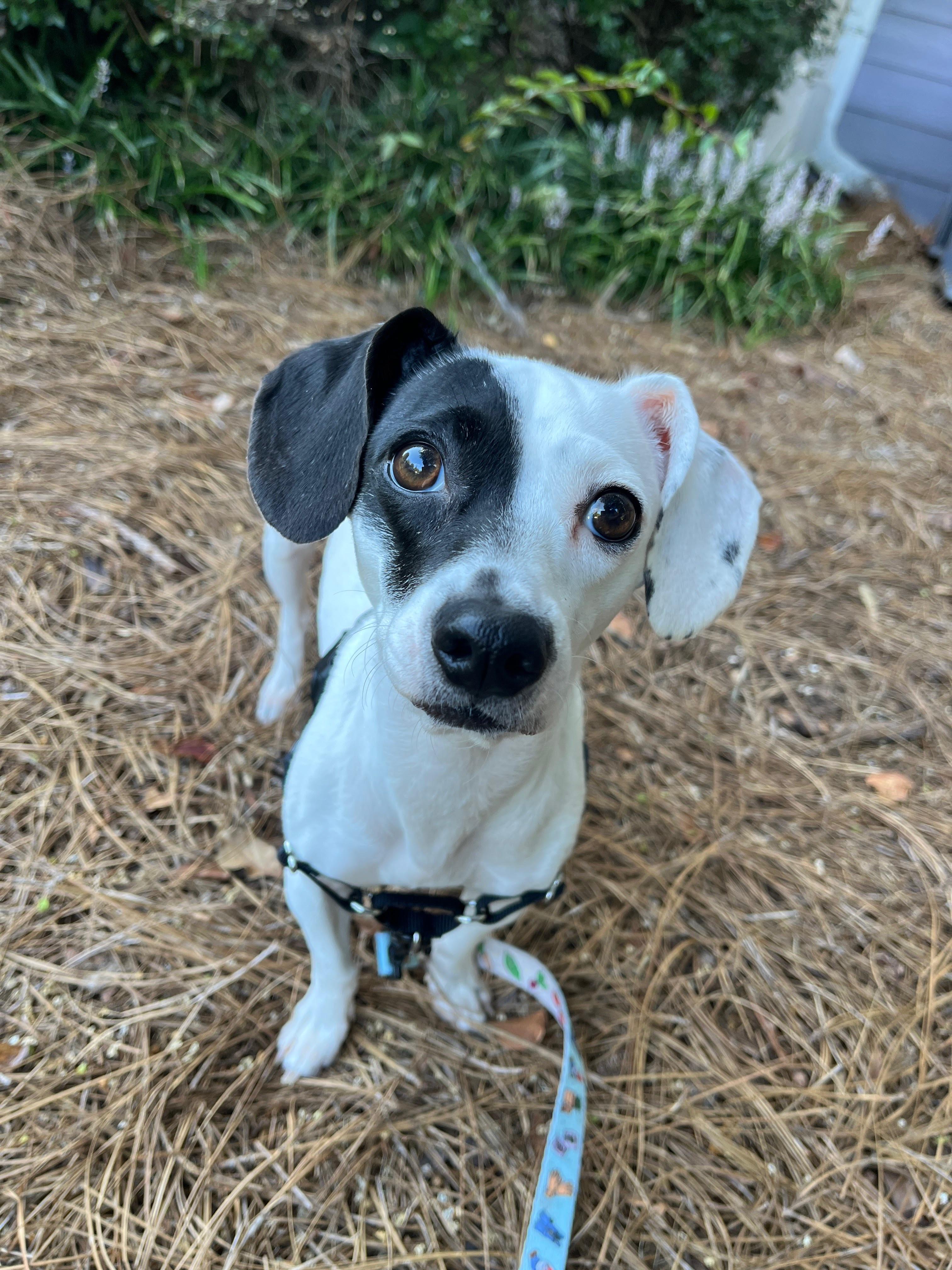 Enlarge Chimi, a ADOPTABLE mixed breed in Grayson, GA image 3/4