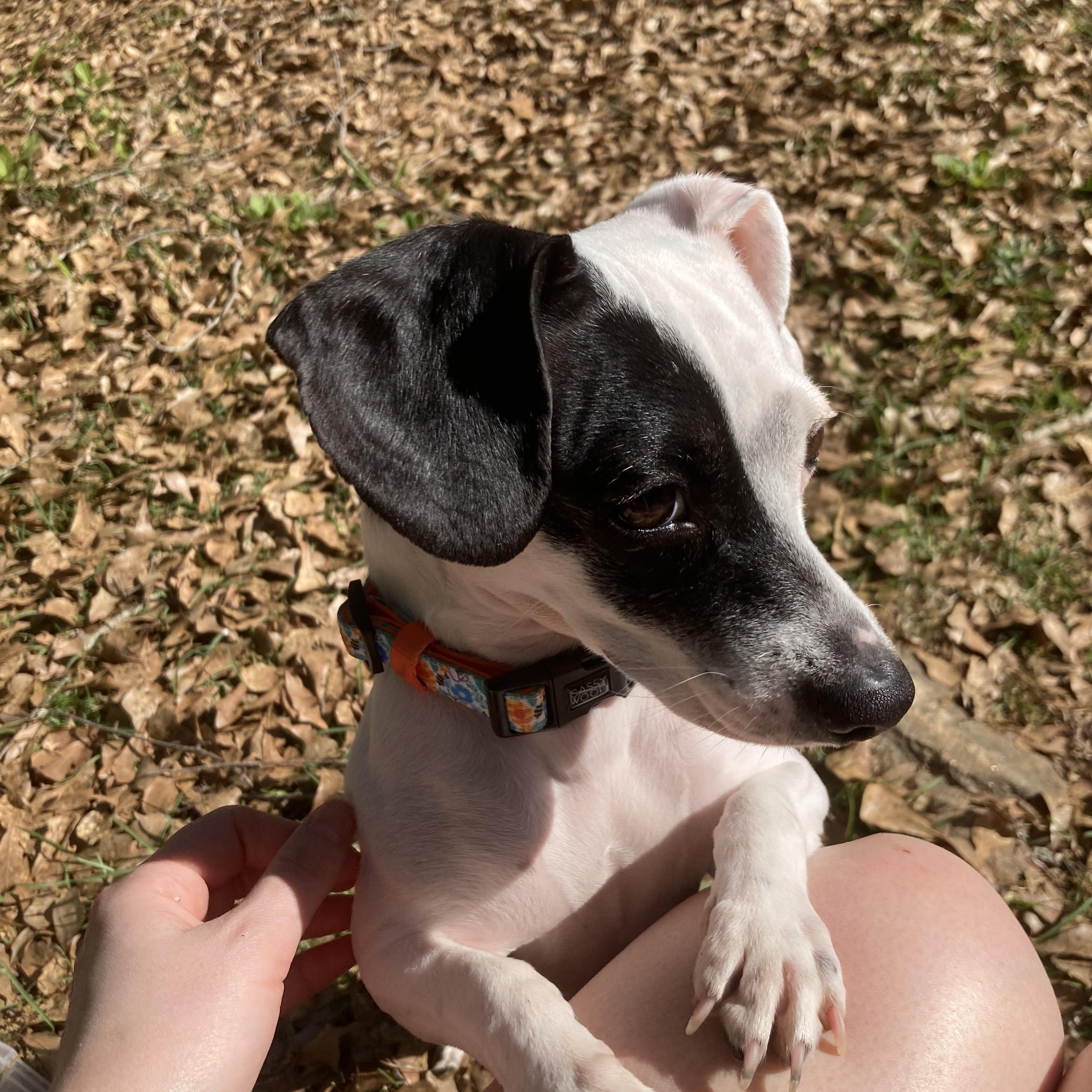 Enlarge Chimi, a ADOPTABLE mixed breed in Grayson, GA image 4/4