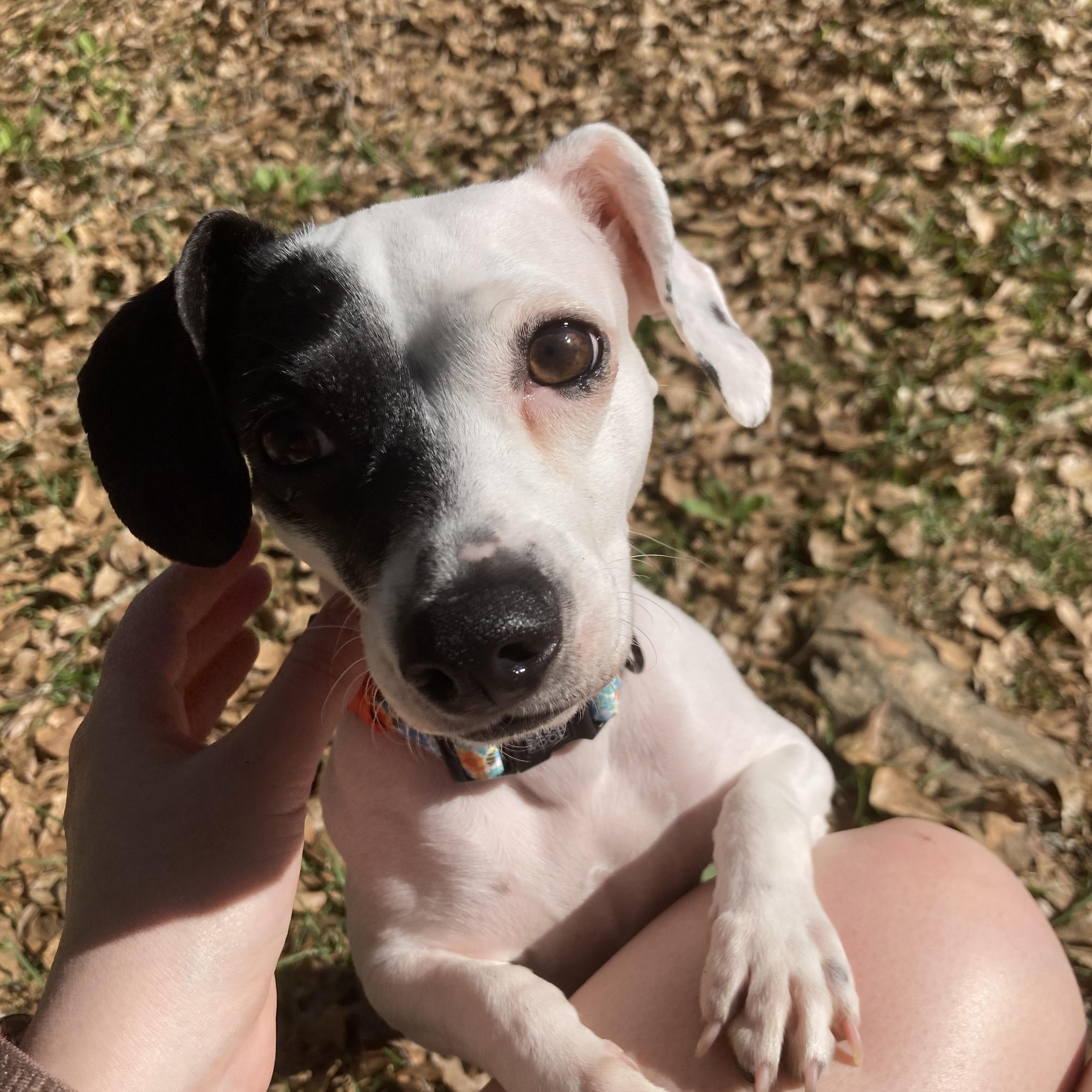 Enlarge Chimi, a ADOPTABLE mixed breed in Grayson, GA image 1/4