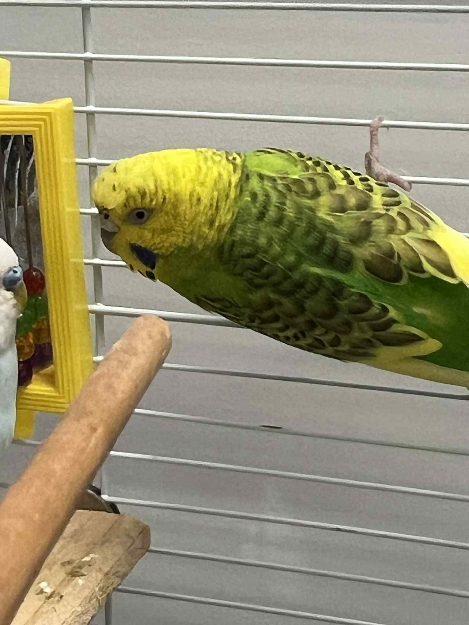Stars and Stripes! Parakeet adorables - semi hand tame too!
