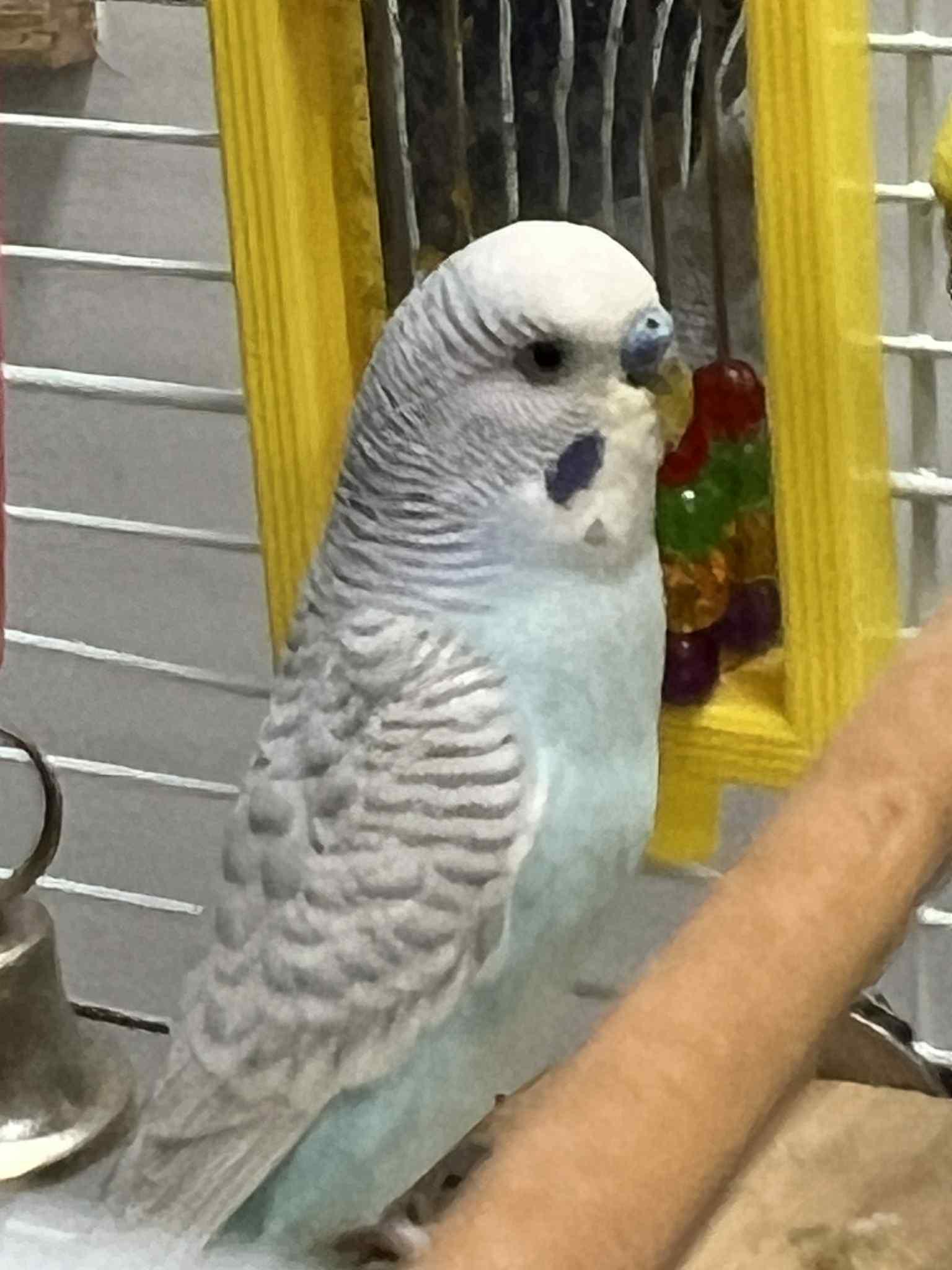 Stars and Stripes! Parakeet adorables - semi hand tame too!
