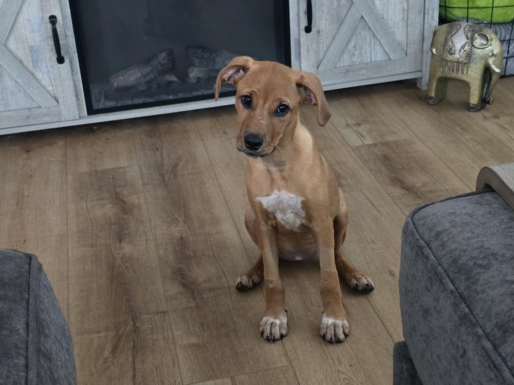 Wanda, Adoptable, Puppy Female Mixed Breed.