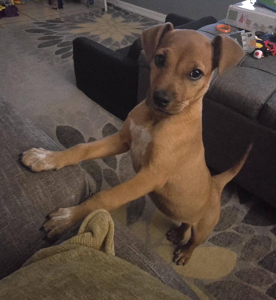 Wanda, a Adoptable mixed breed in Orlando, FL image 2/4