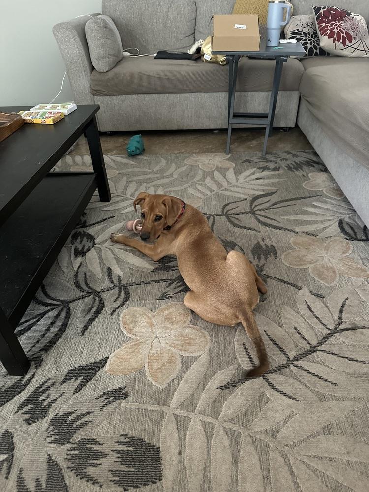 Enlarge Wanda, a Adoptable mixed breed in Orlando, FL image 3/6