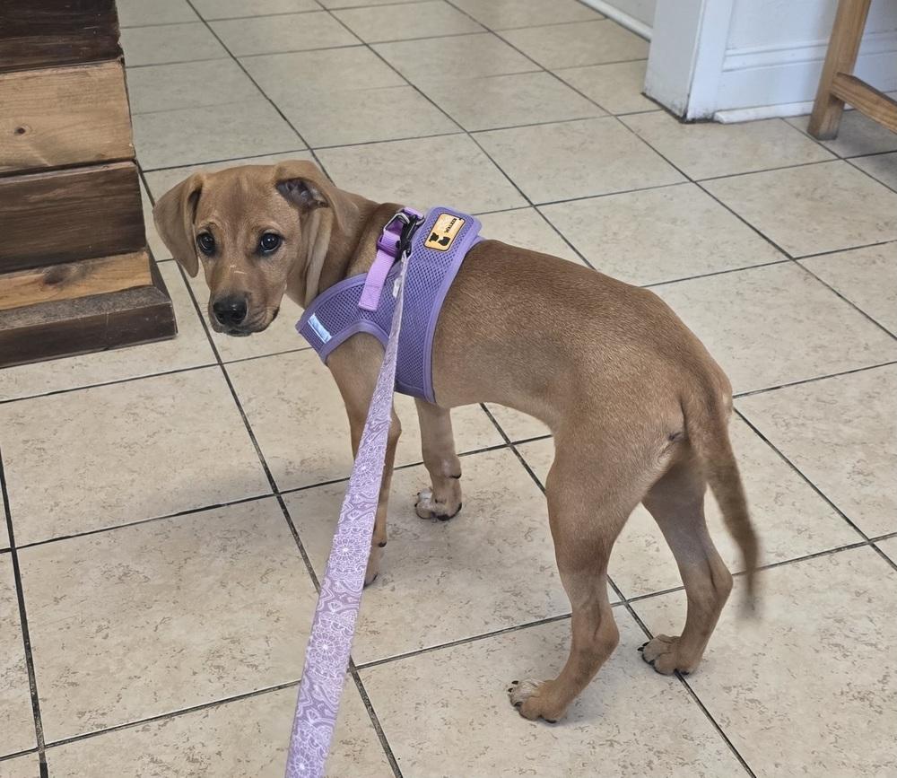 Wanda, a Adoptable mixed breed in Orlando, FL image 3/4