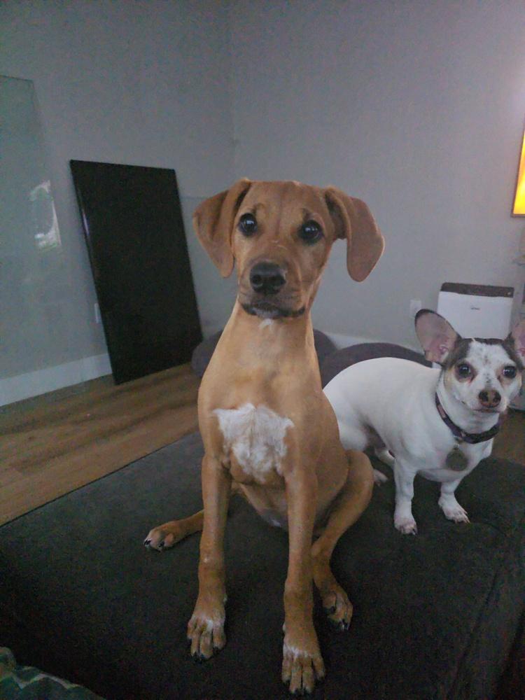 Enlarge Wanda, a Adoptable mixed breed in Orlando, FL image 5/6