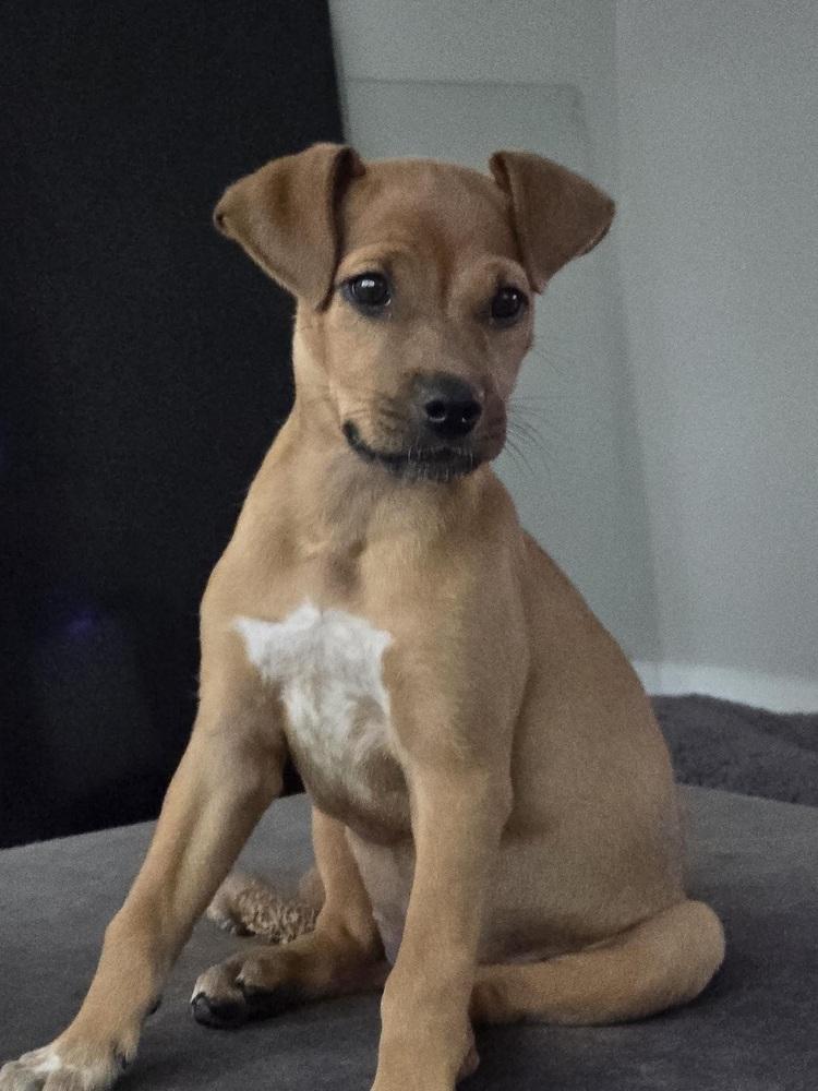 Wanda, a Adoptable mixed breed in Orlando, FL image 4/4
