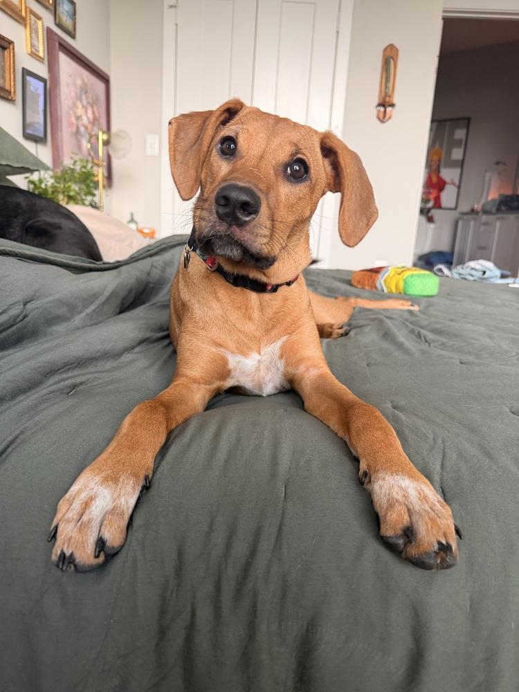 Enlarge Wanda, a Adoptable mixed breed in Orlando, FL image 6/6