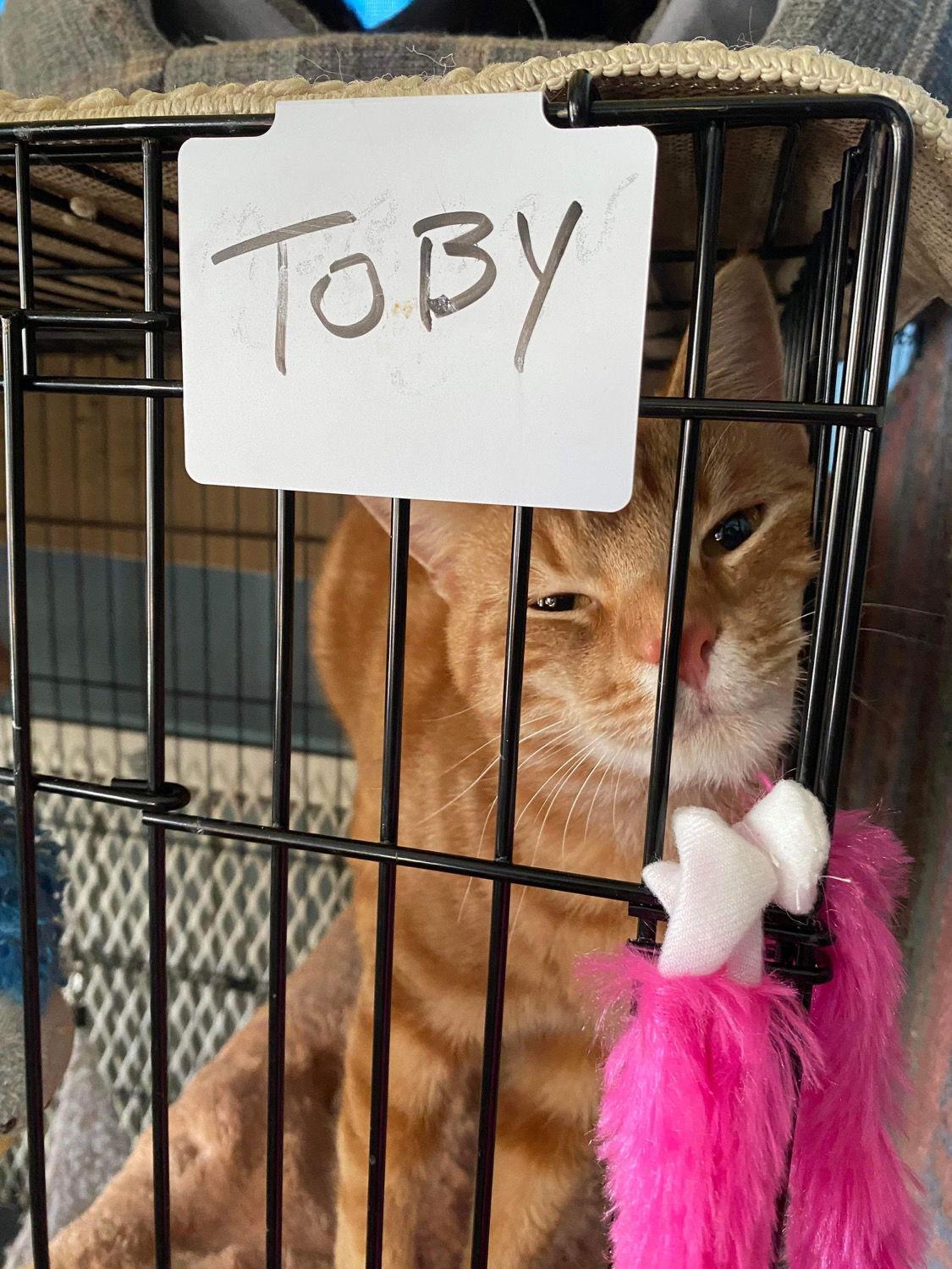 Toby, Adopted, Adult Male Domestic Short Hair.