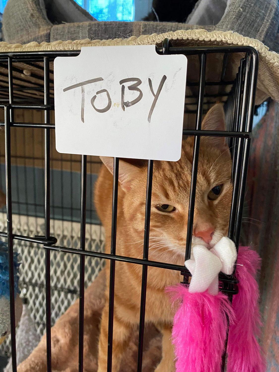 Toby, a Adopted Domestic Short Hair in Ranson, WV image 2/2