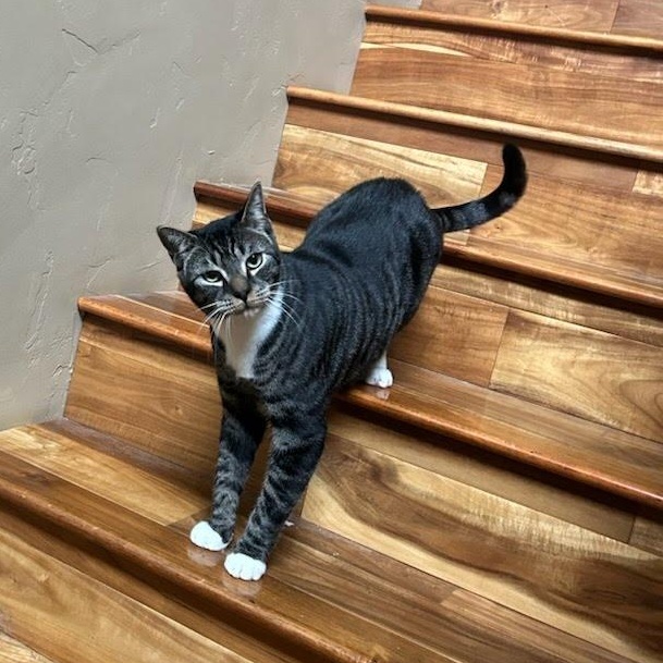 Tibbs, Adoptable, Young Male Domestic Short Hair & Tabby.