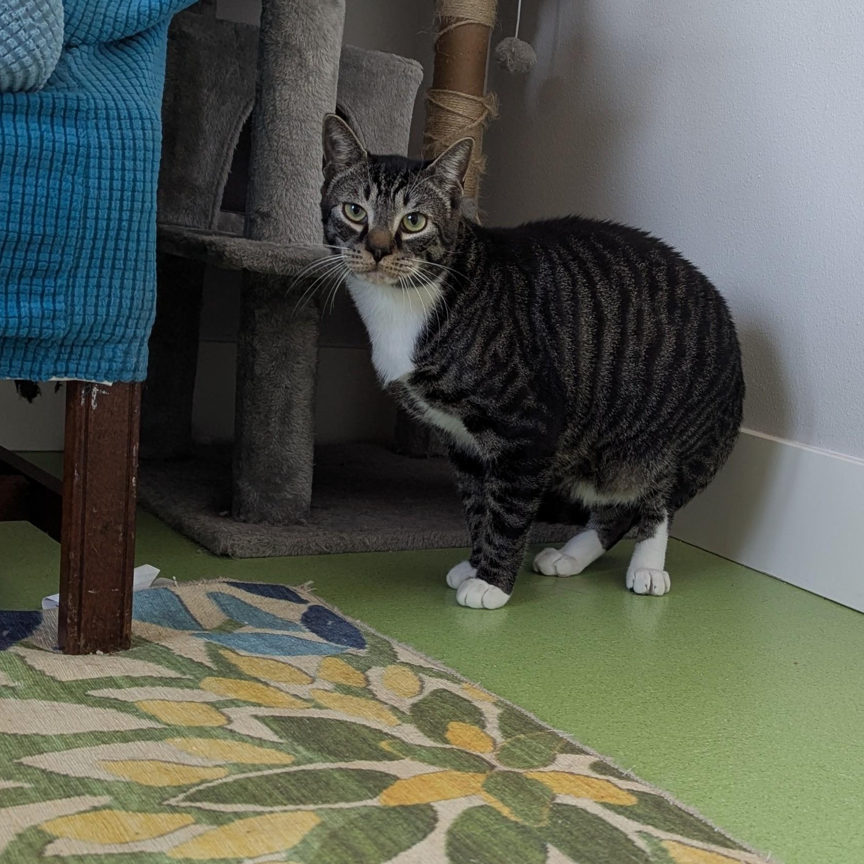 Tibbs, a Adoptable mixed breed in West Richland, WA image 4/6