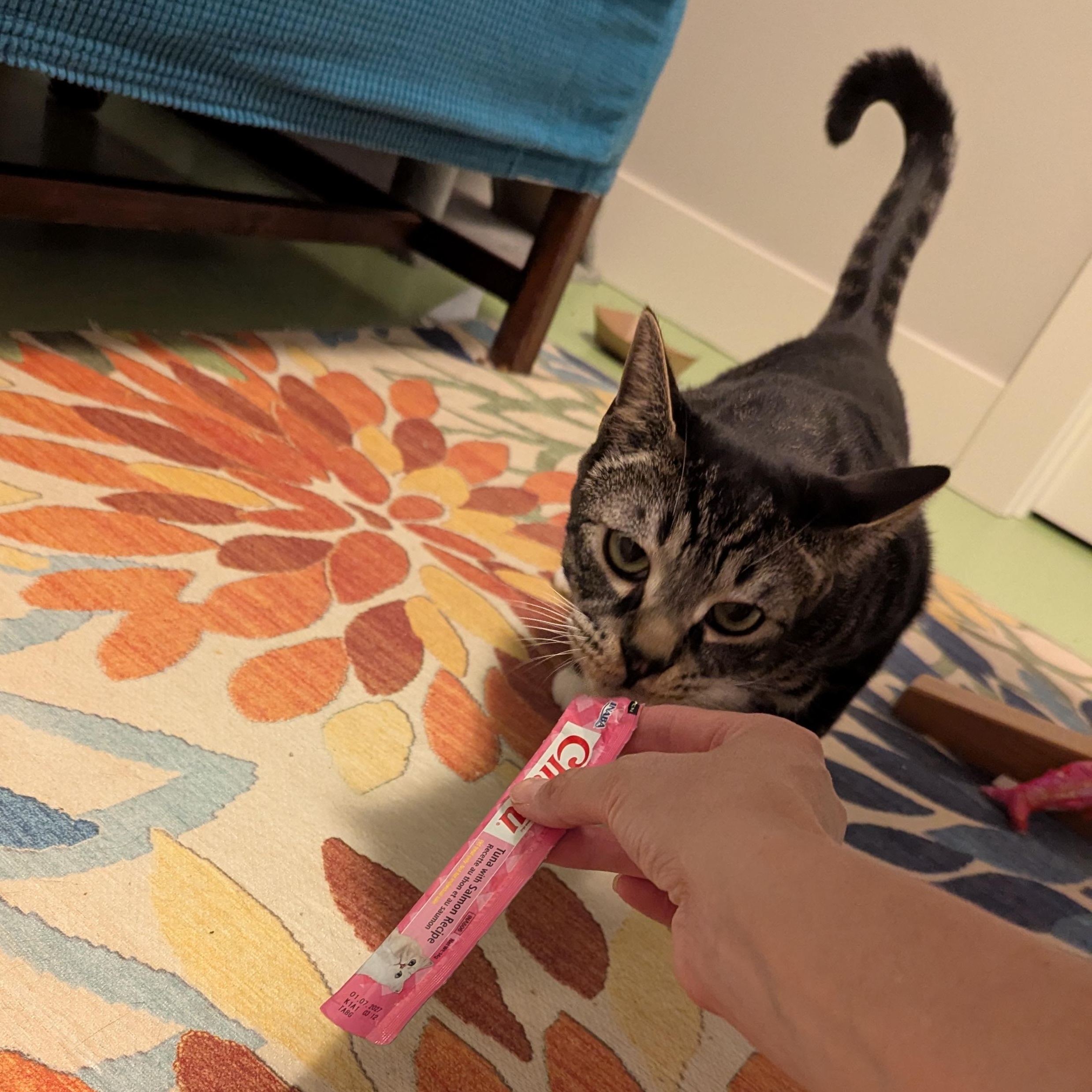 Tibbs, a Adoptable mixed breed in West Richland, WA image 3/6