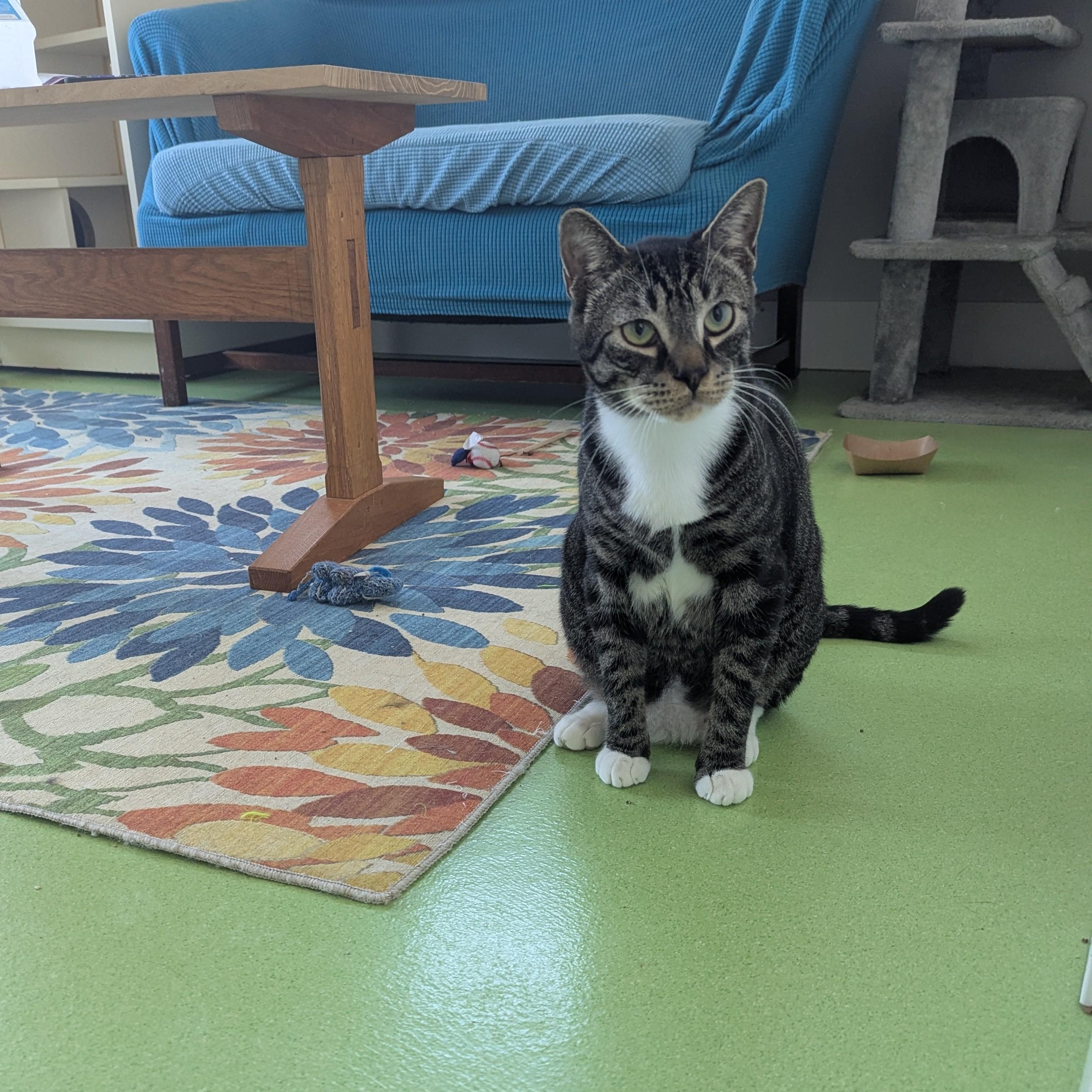 Tibbs, Adoptable, Adult Male Domestic Short Hair & Tabby.