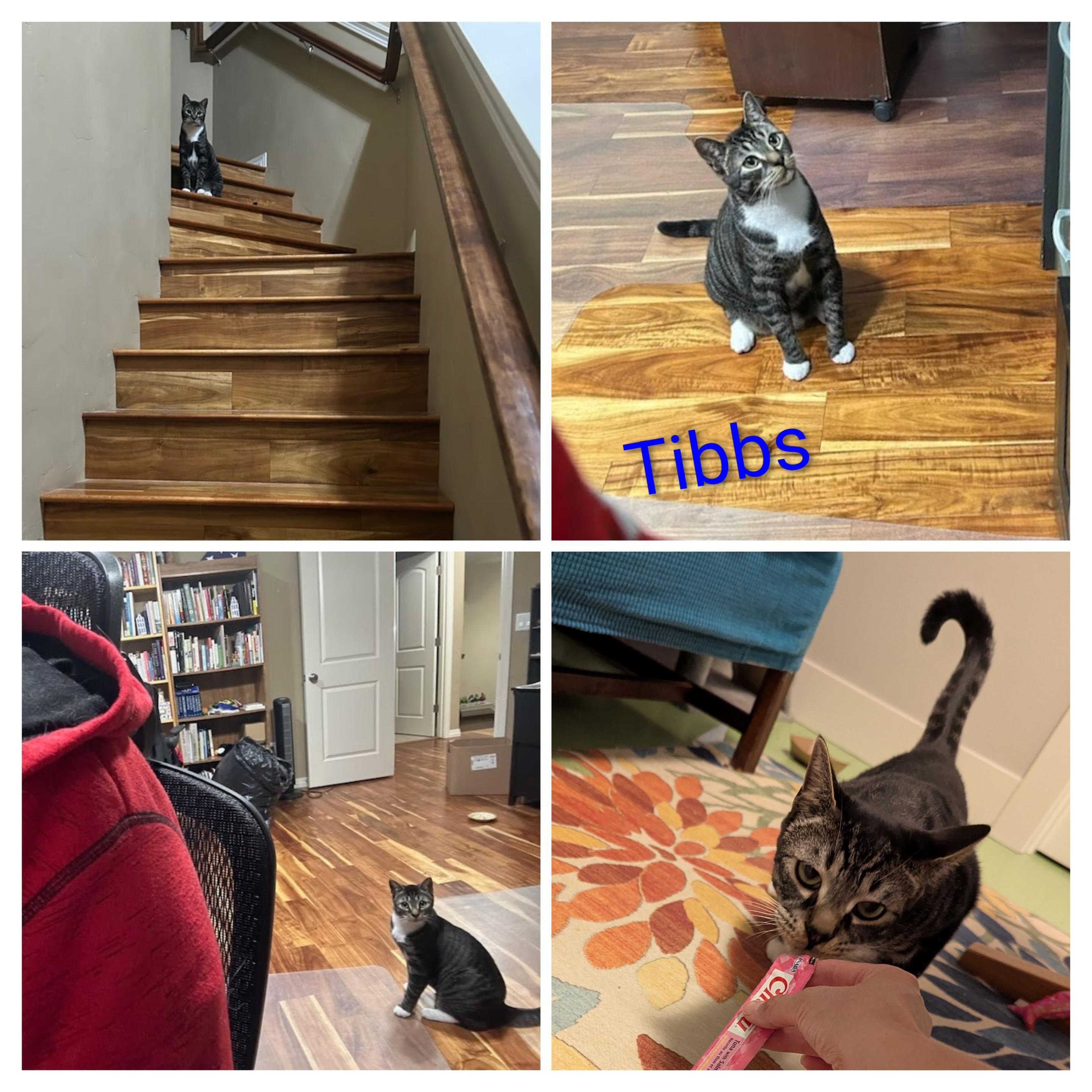 Tibbs, a Adoptable mixed breed in West Richland, WA image 2/6