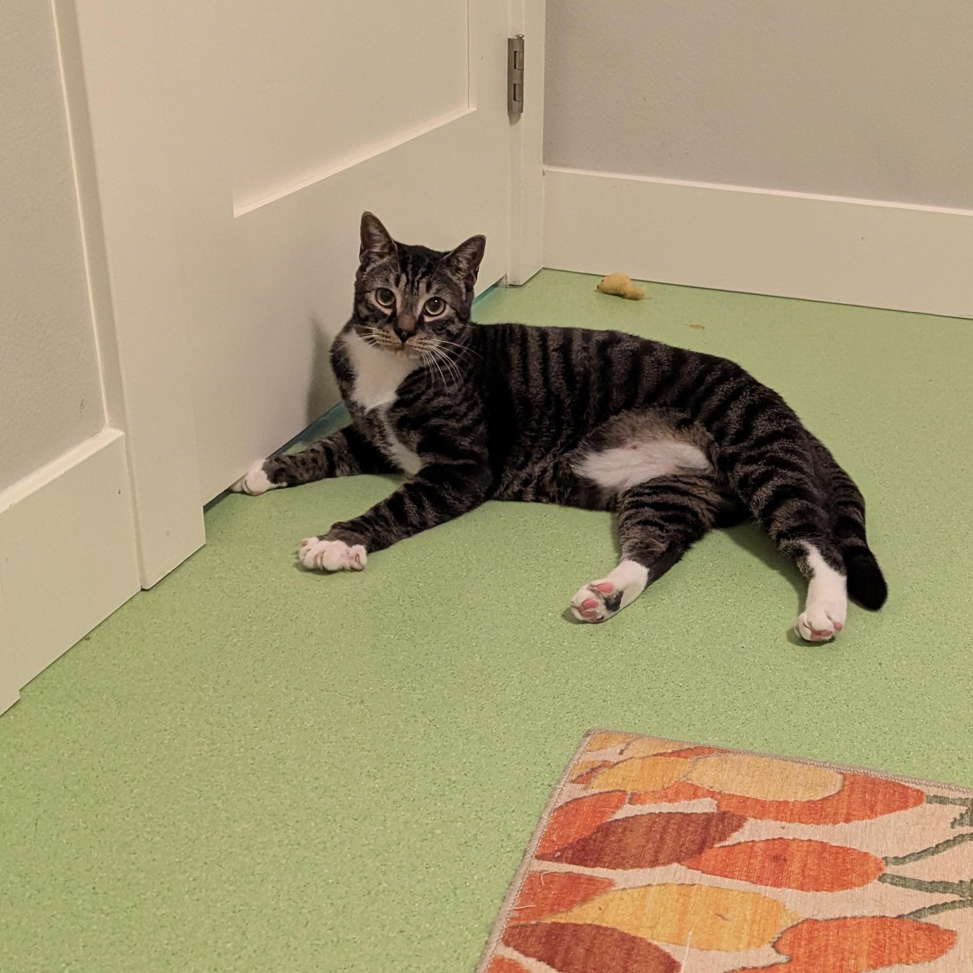 Tibbs, a Adoptable mixed breed in West Richland, WA image 6/6