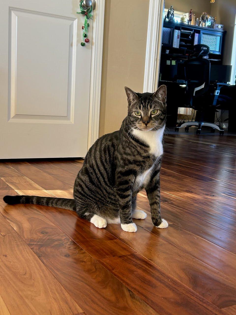 Tibbs, Adoptable, Young Male Domestic Short Hair & Tabby.